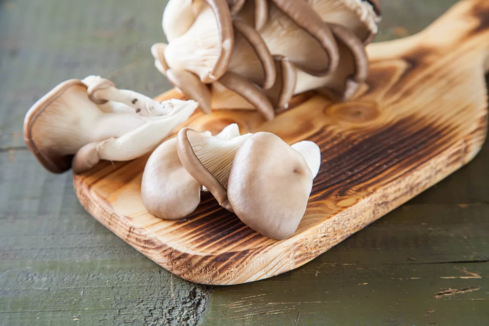 oyster mushroom soup